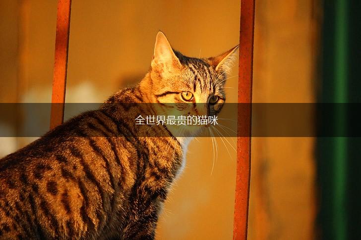 全世界最贵的猫咪,第1张
