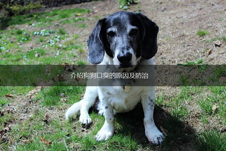 介绍狗狗口臭的原因及防治,第1张