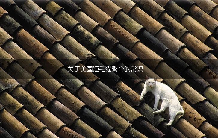 关于美国短毛猫繁育的常识,第1张
