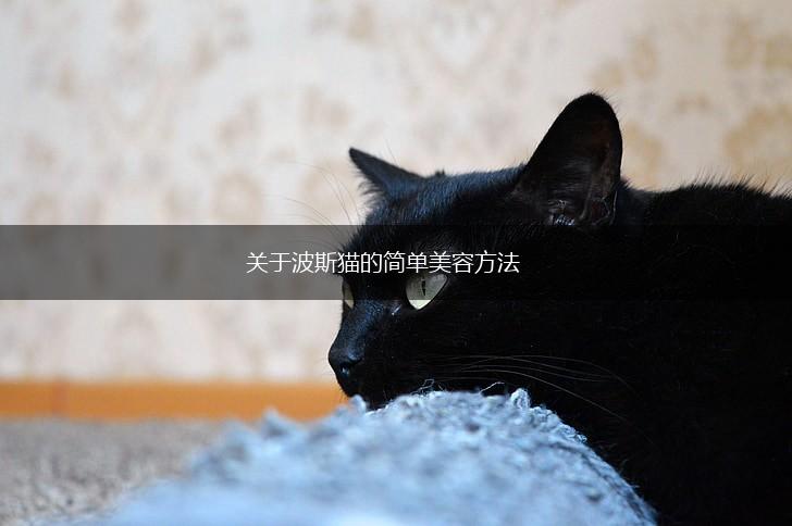 关于波斯猫的简单美容方法,第1张