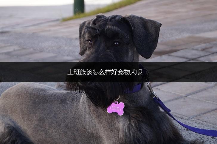 上班族该怎么样好宠物犬呢,第1张