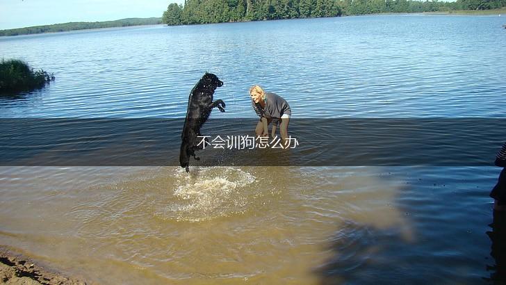 不会训狗怎么办,第1张