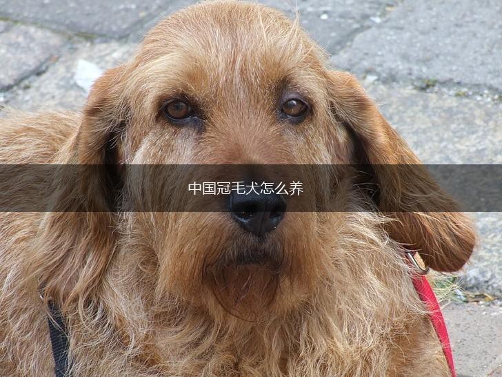 中国冠毛犬怎么养,第1张