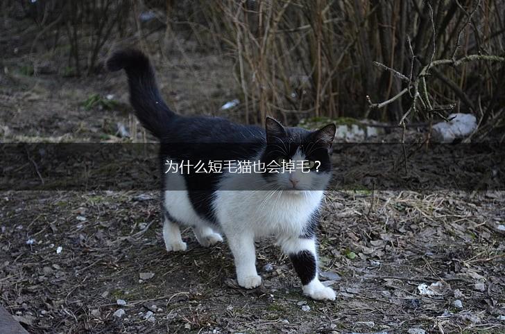 为什么短毛猫也会掉毛？,第1张