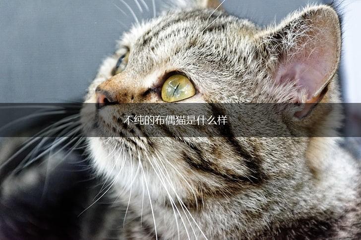 不纯的布偶猫是什么样,第1张