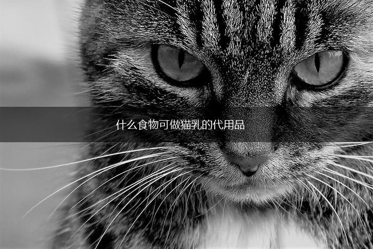什么食物可做猫乳的代用品,第1张