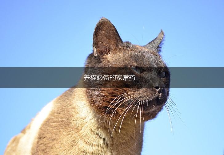 养猫必备的家常药,第1张