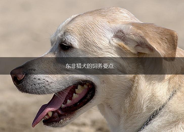 东非猎犬的饲养要点,第1张