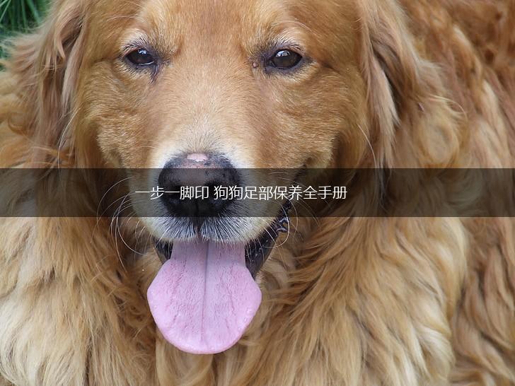 一步一脚印 狗狗足部保养全手册,第1张
