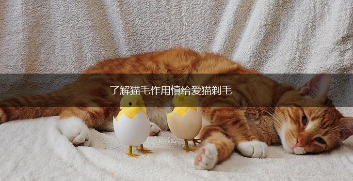 了解猫毛作用慎给爱猫剃毛,第1张