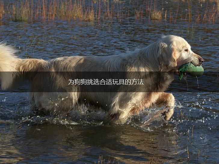 为狗狗挑选合适玩具的方法,第1张