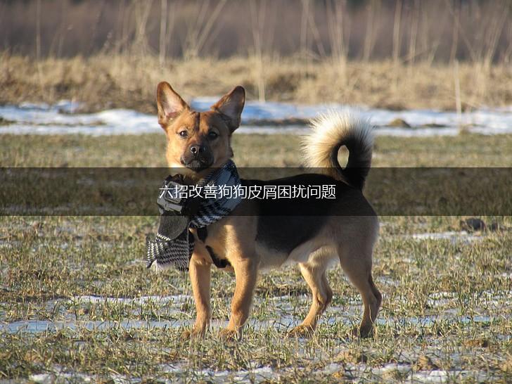 六招改善狗狗皮屑困扰问题,第1张