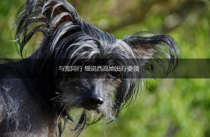 与宠同行 细说西高地出行要领,第1张