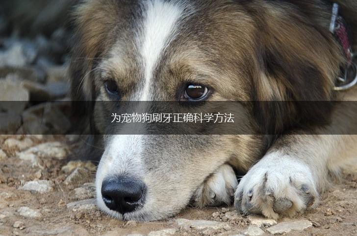 为宠物狗刷牙正确科学方法,第1张