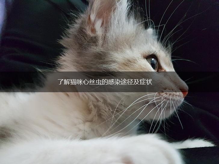 了解猫咪心丝虫的感染途径及症状,第1张
