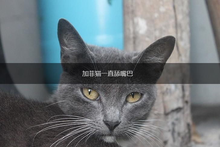 加菲猫一直舔嘴巴,第1张
