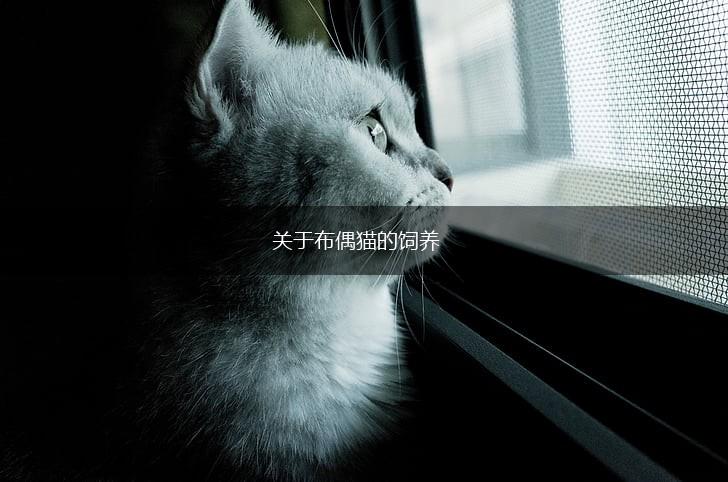 关于布偶猫的饲养,第1张
