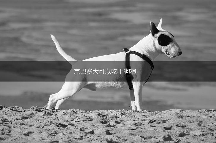 京巴多大可以吃干狗粮,第1张