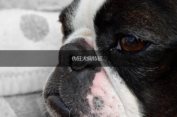 伪狂犬病特征,第1张