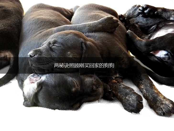 两秘诀照顾刚买回家的狗狗,第1张