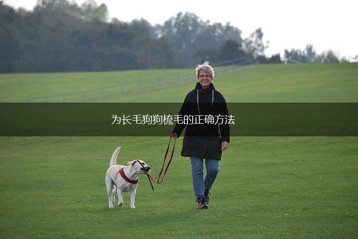为长毛狗狗梳毛的正确方法,第1张