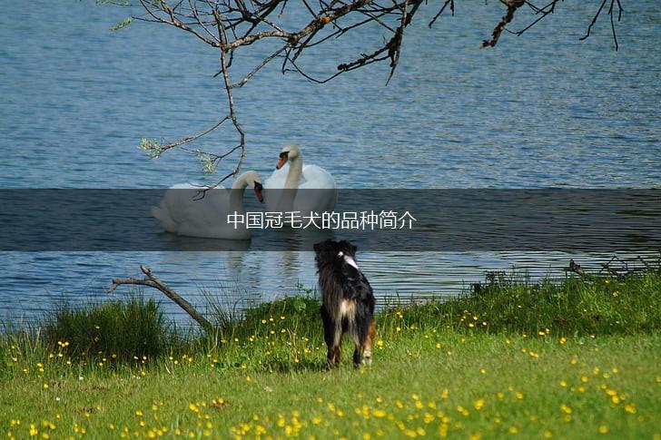 中国冠毛犬的品种简介,第1张