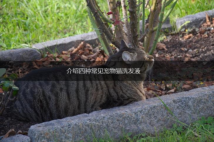 介绍四种常见宠物猫洗发液,第1张