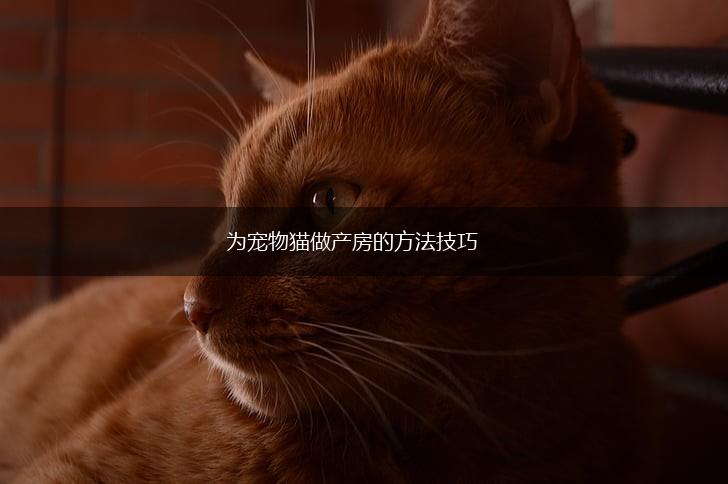 为宠物猫做产房的方法技巧,第1张