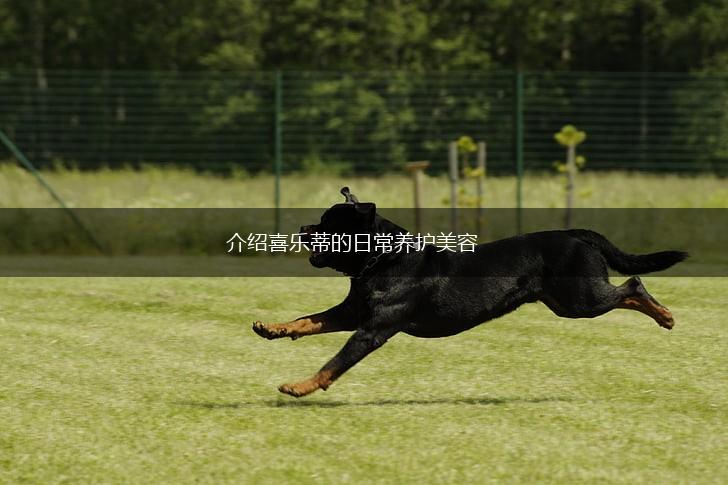 介绍喜乐蒂的日常养护美容,第1张