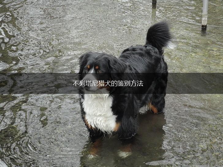 不列塔尼猎犬的鉴别方法,第1张
