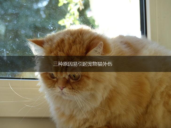 三种原因易引起宠物猫外伤,第1张