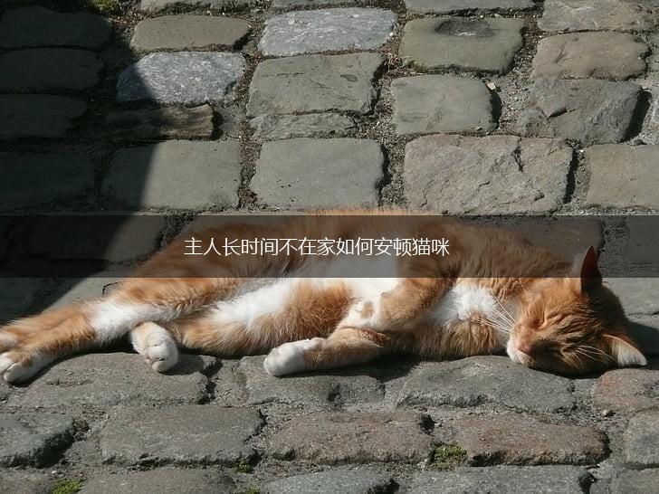 主人长时间不在家如何安顿猫咪,第1张