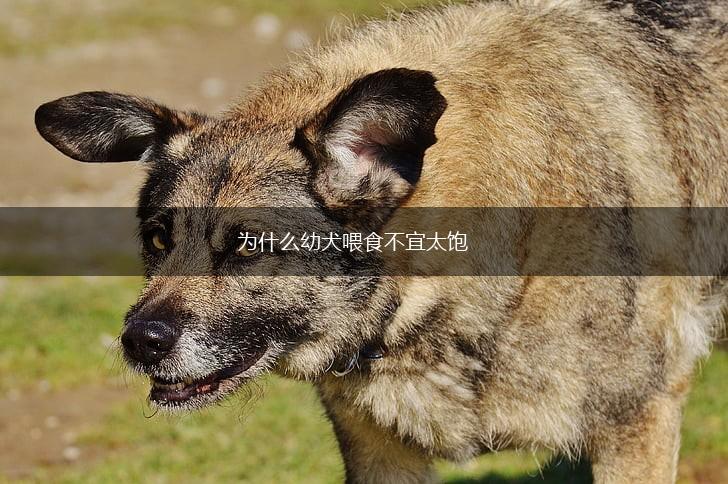 为什么幼犬喂食不宜太饱,第1张