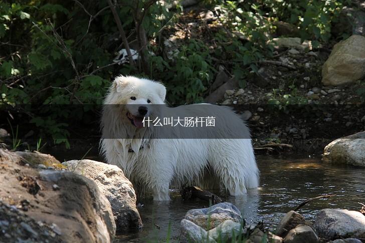 什么叫大肠杆菌,第1张