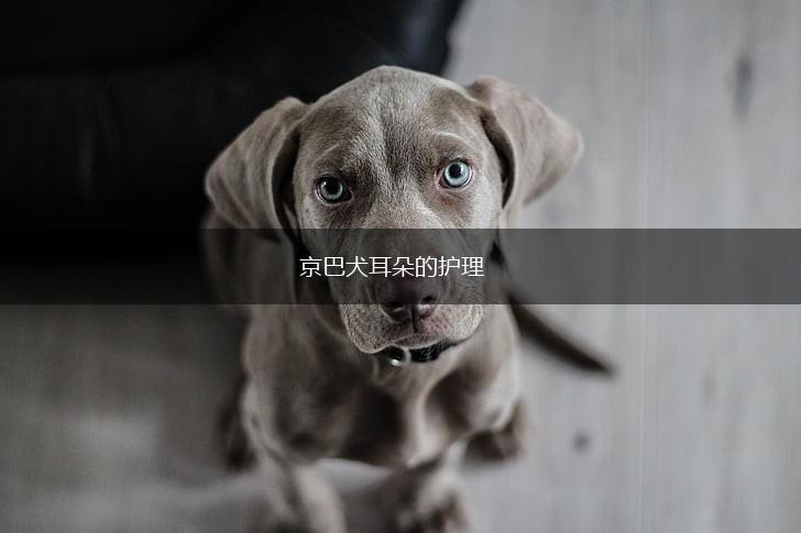 京巴犬耳朵的护理,第1张