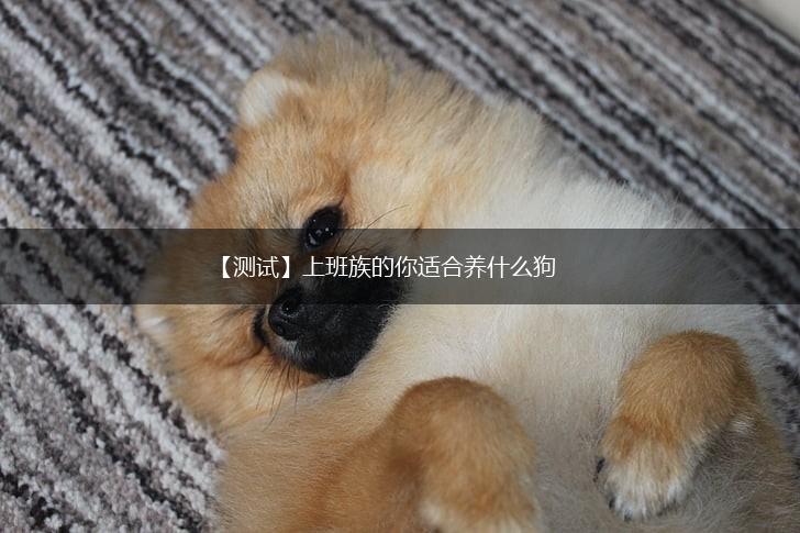 【测试】上班族的你适合养什么狗,第1张