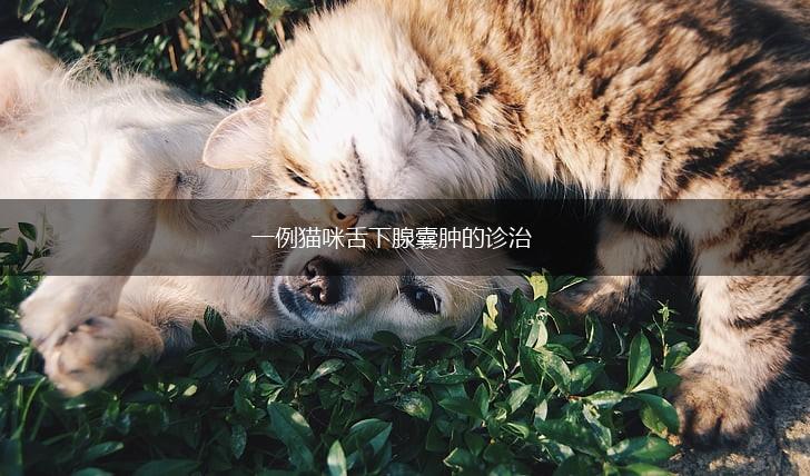 一例猫咪舌下腺囊肿的诊治,第1张
