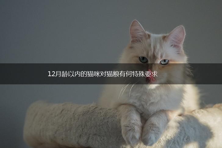 12月龄以内的猫咪对猫粮有何特殊要求,第1张