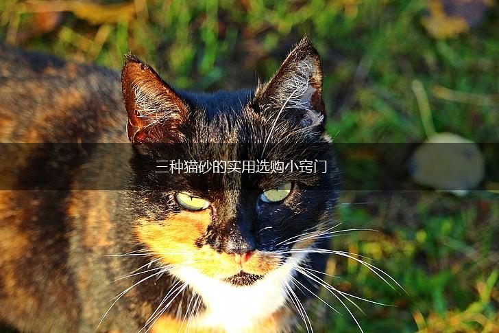 三种猫砂的实用选购小窍门,第1张