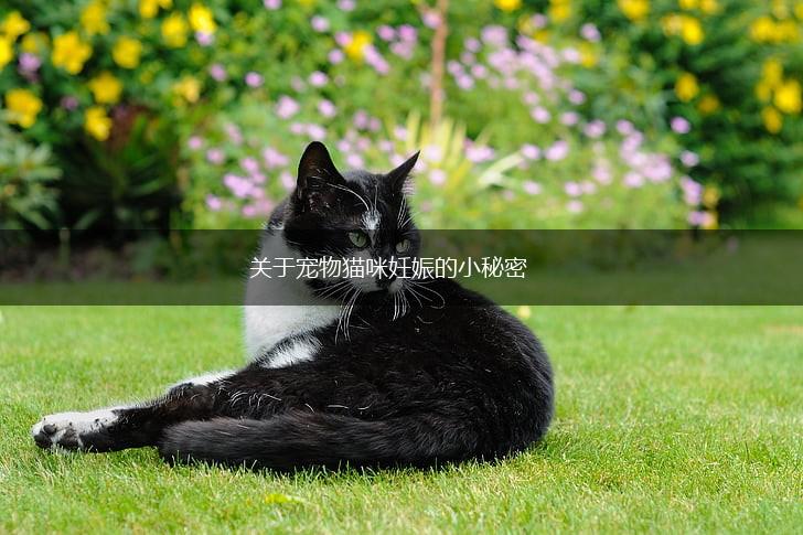 关于宠物猫咪妊娠的小秘密,第1张