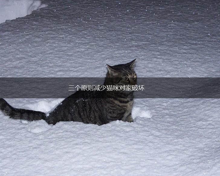 三个原则减少猫咪对家破坏,第1张