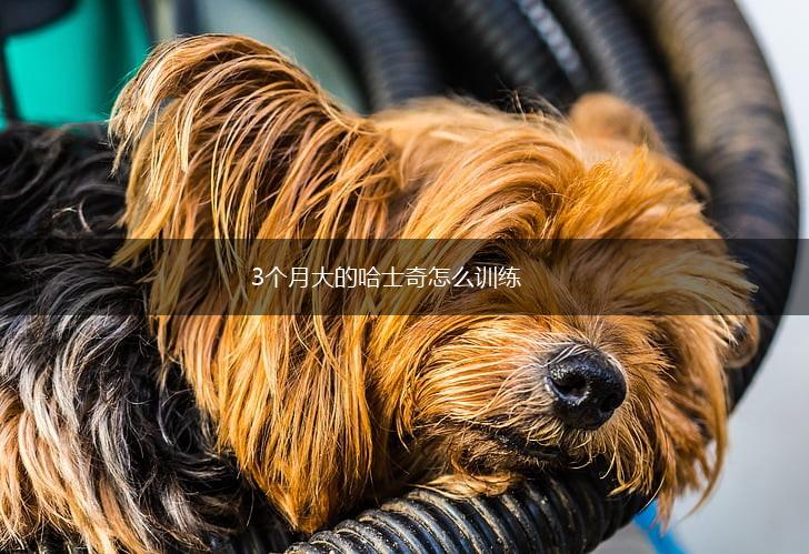 3个月大的哈士奇怎么训练,第1张