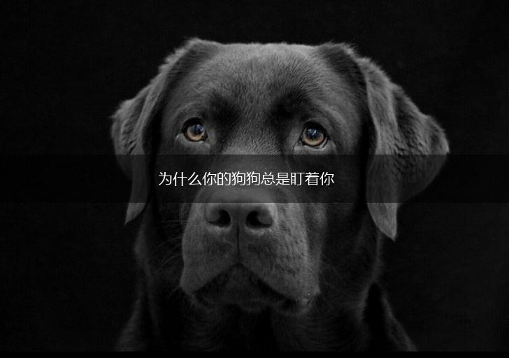为什么你的狗狗总是盯着你,第1张