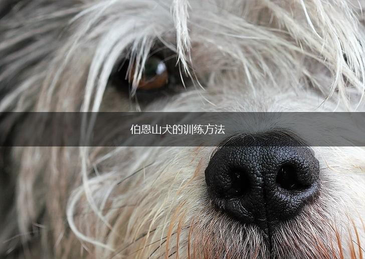伯恩山犬的训练方法,第1张