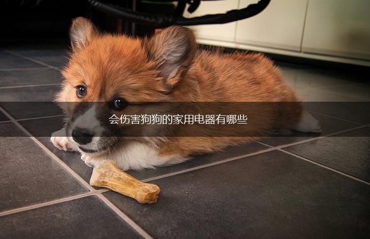 会伤害狗狗的家用电器有哪些,第1张