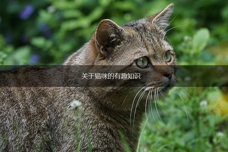 关于猫咪的有趣知识,第1张