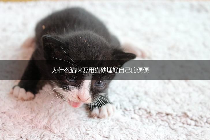 为什么猫咪要用猫砂埋好自己的便便,第1张