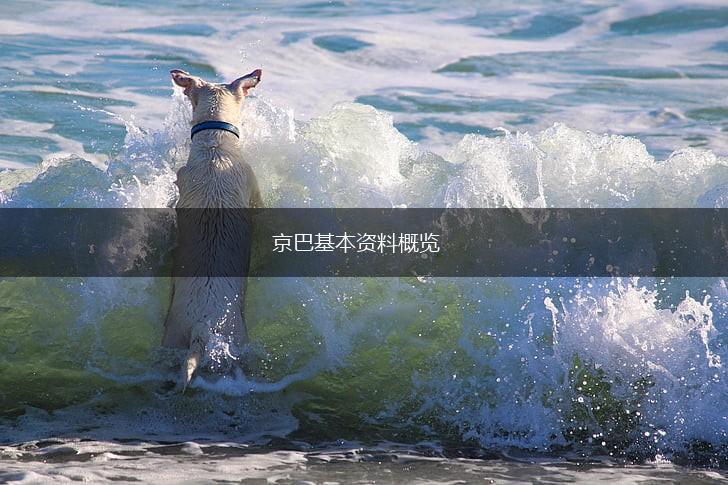 京巴基本资料概览,第1张