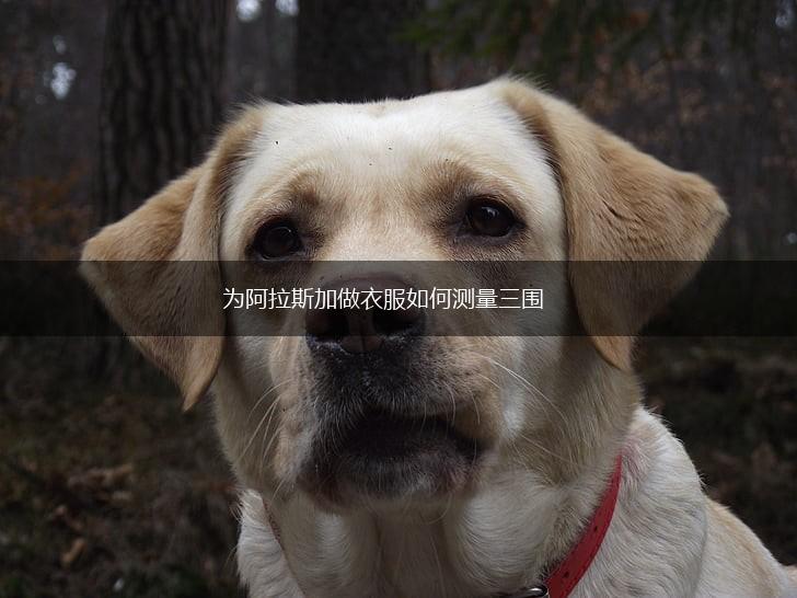 为阿拉斯加做衣服如何测量三围,第1张