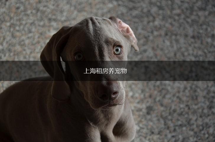 上海租房养宠物,第1张